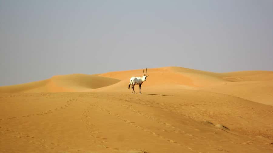 Dubai: Paramotor Flight Experience - Wildlife around Al Maha Nature Reserve