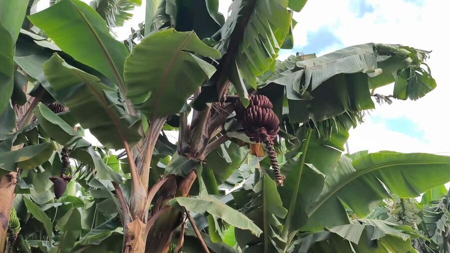 Gran Canaria: Paragliding Flight & Banana Plantation Tour - What you see from the air