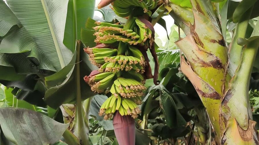 Gran Canaria: Paragliding Flight & Banana Plantation Tour - Walking through 3,000 banana plants in Guía
